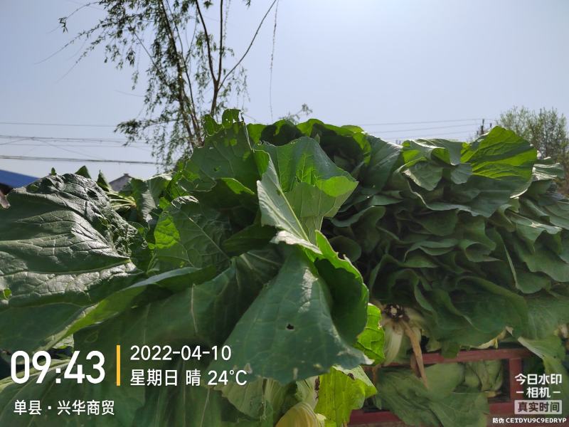河北邢台北京三号大白菜金翡翠自有千亩基地一手货源