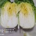 河北邢台北京三号大白菜金翡翠自有千亩基地一手货源
