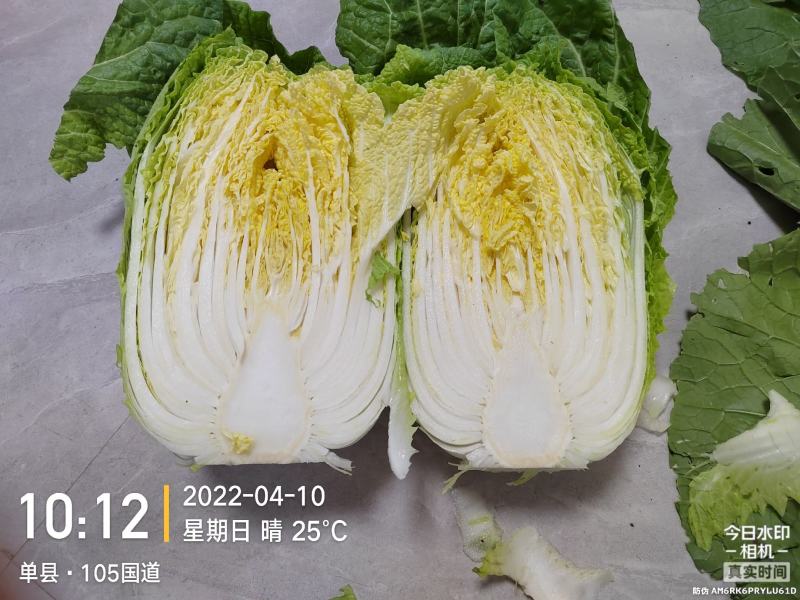 河北邢台北京三号大白菜金翡翠自有千亩基地一手货源