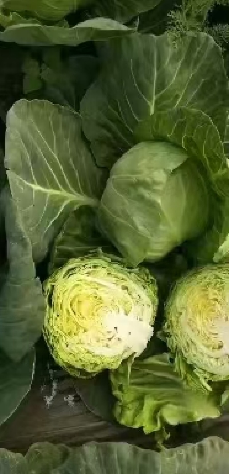 精品甘蓝，中甘25，中甘56，奥奇娜，圆包菜。