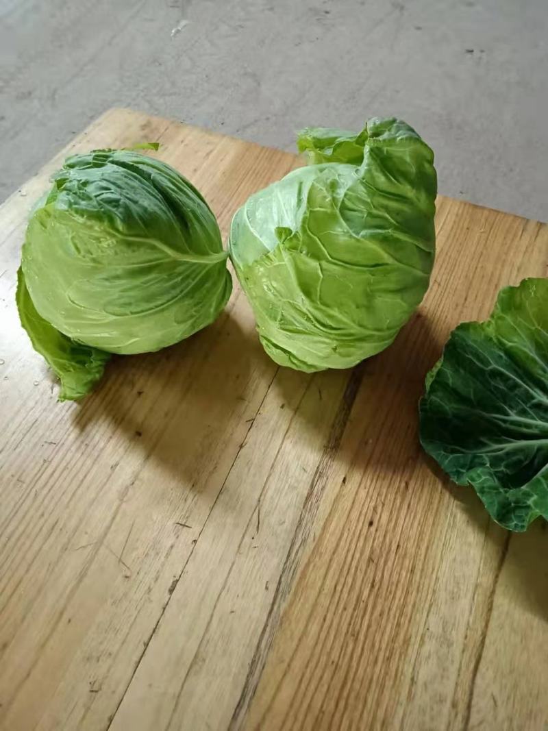 精品甘蓝，中甘25，中甘56，奥奇娜，圆包菜。