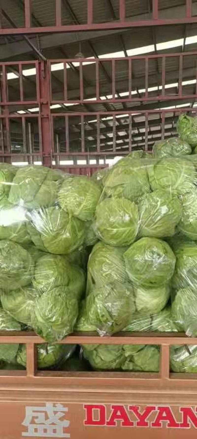 精品甘蓝，中甘25，中甘56，奥奇娜，圆包菜。