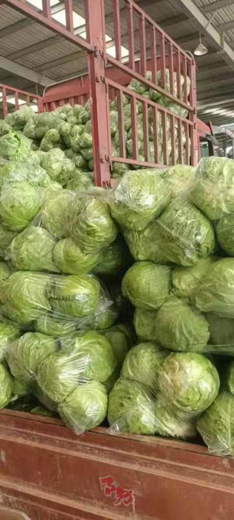 精品甘蓝，中甘25，中甘56，奥奇娜，圆包菜。