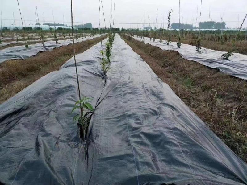 除草布防暴晒PEPP全新料透水透气防草地布