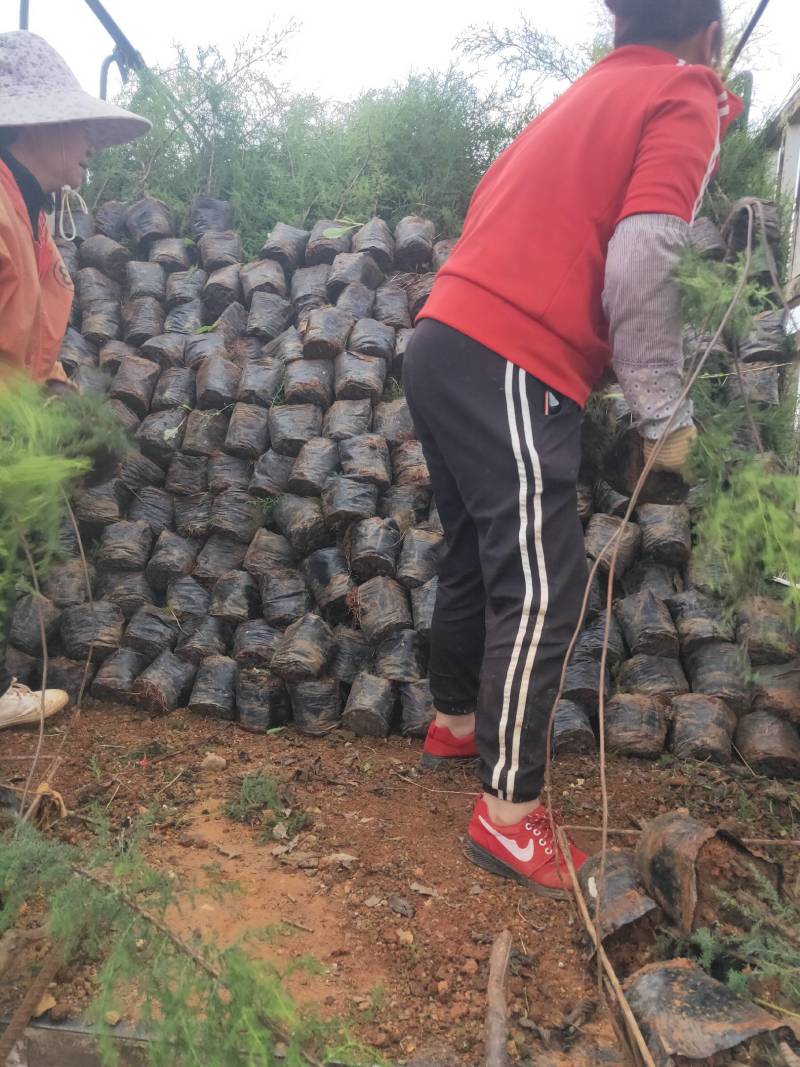 伯树苗墨西哥柏诚信经营货品充足欢迎选购