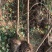 3公分山杏/山桃树