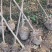 3公分山杏/山桃树