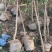 3公分山杏/山桃树