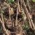 3公分山杏/山桃树