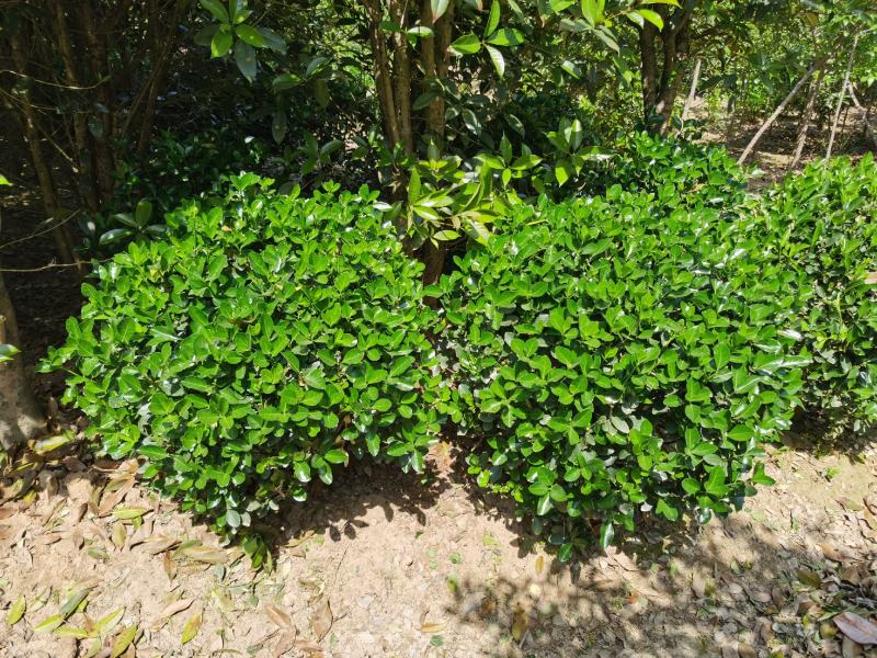 精品大叶黄杨球四季常青球类长途运输后冠幅缩水介意慎拍