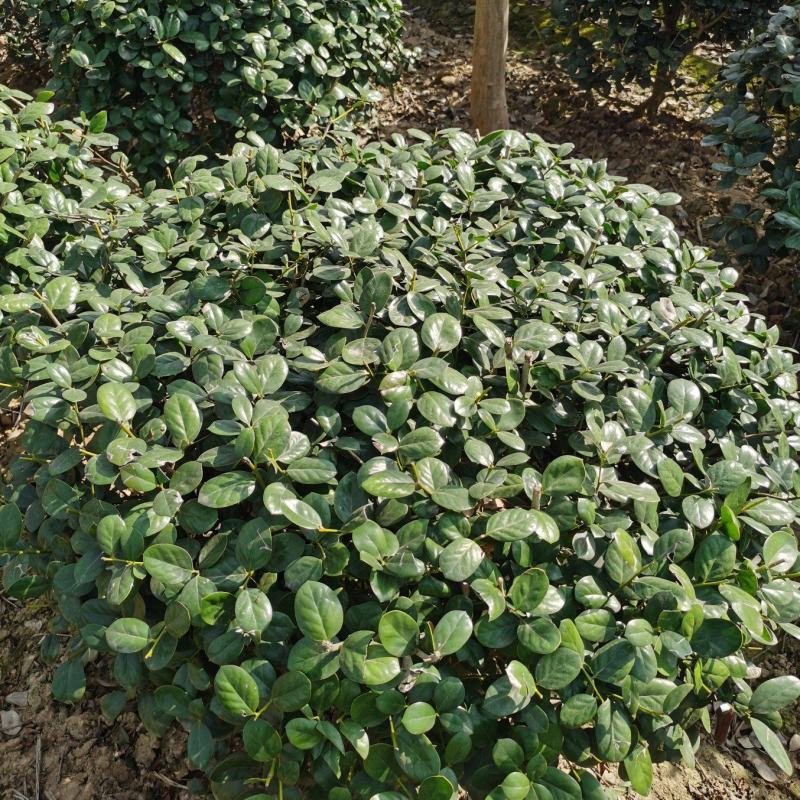 无刺枸骨球