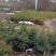 云杉树