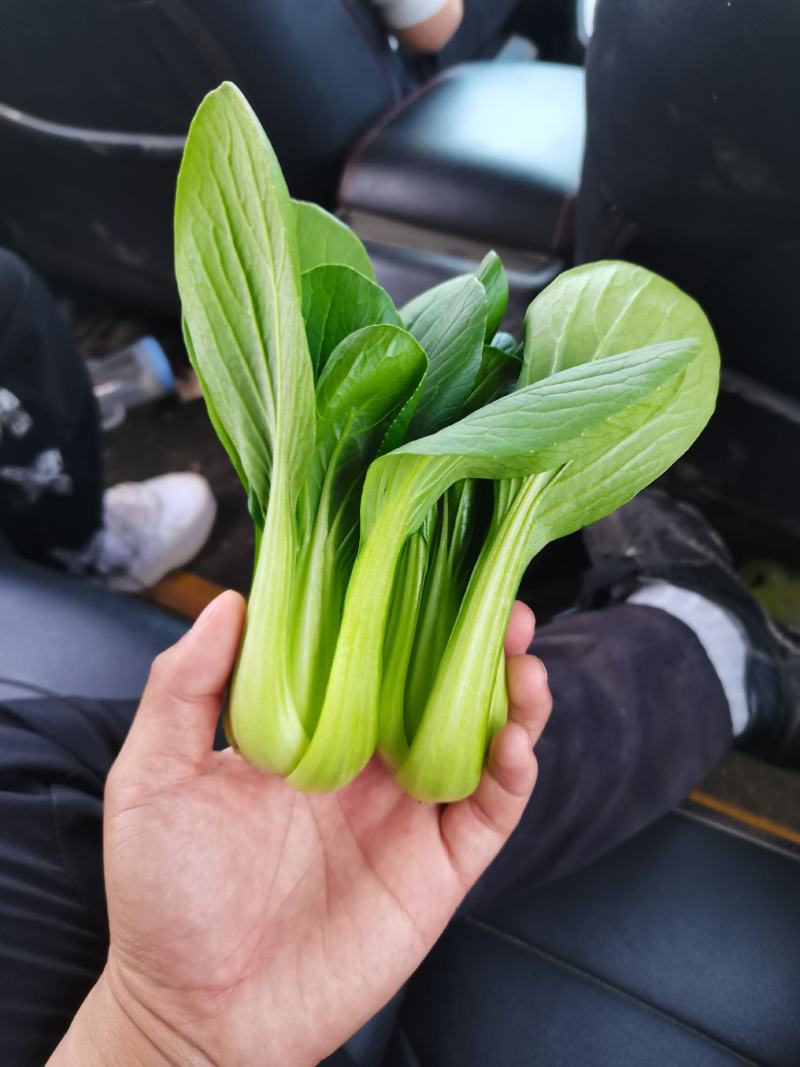 【精选】上海青小油菜大量供应质量有保障价格优惠，产地直发