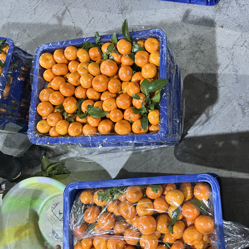 现在砂糖柑0.6可以过机
