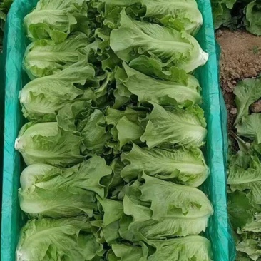 精品叶菜