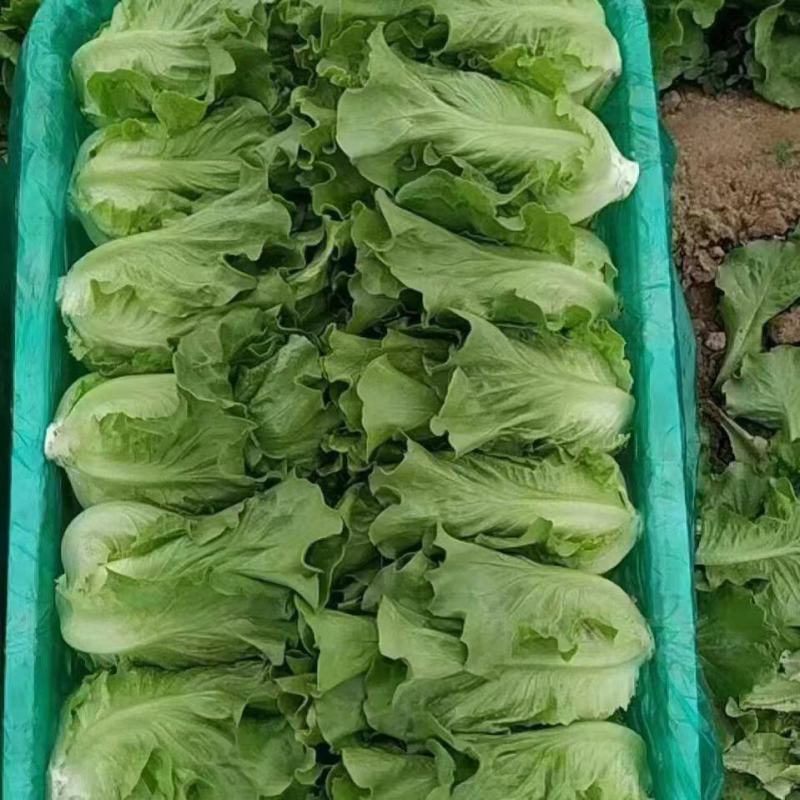 精品叶菜