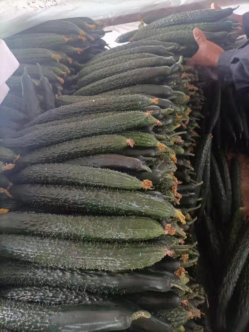 河南200亩精品黄瓜已大量上市，对接各大电商。平台市场。