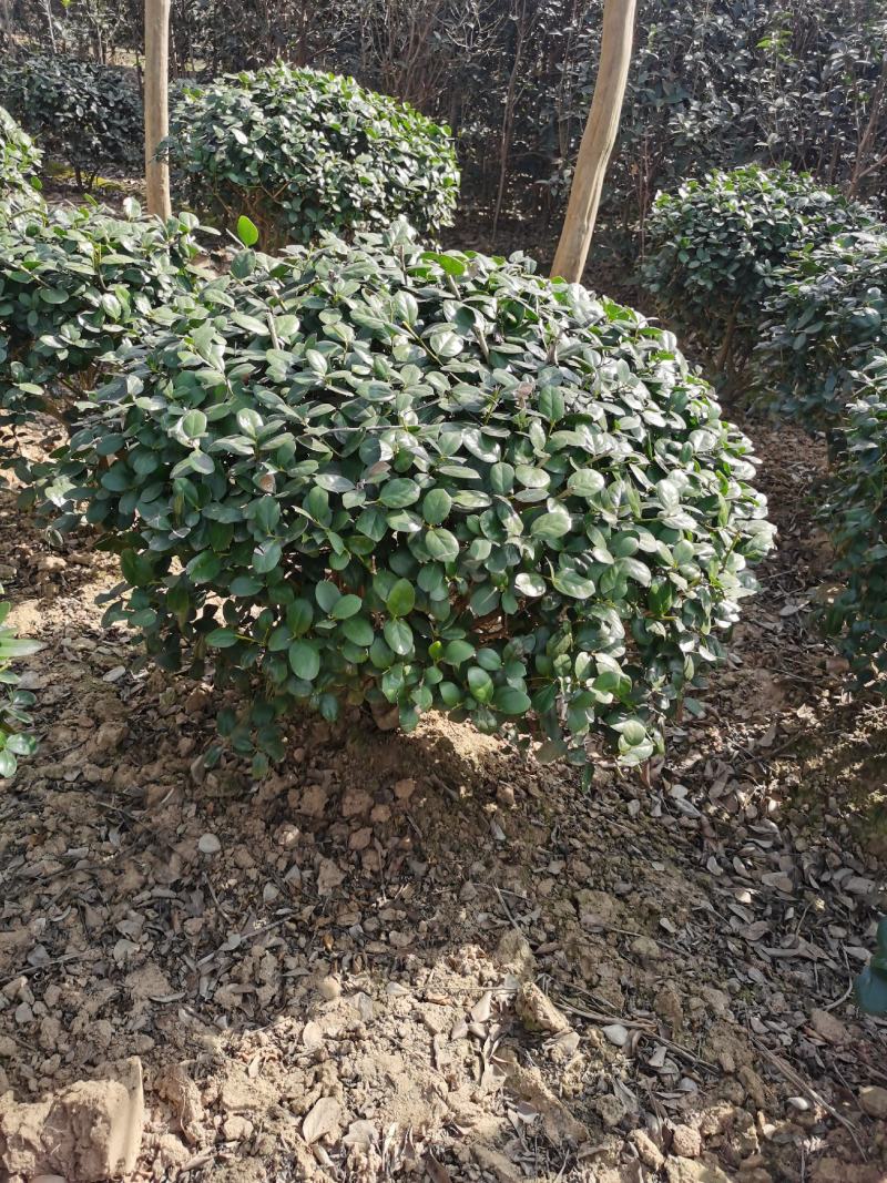 无刺枸骨球