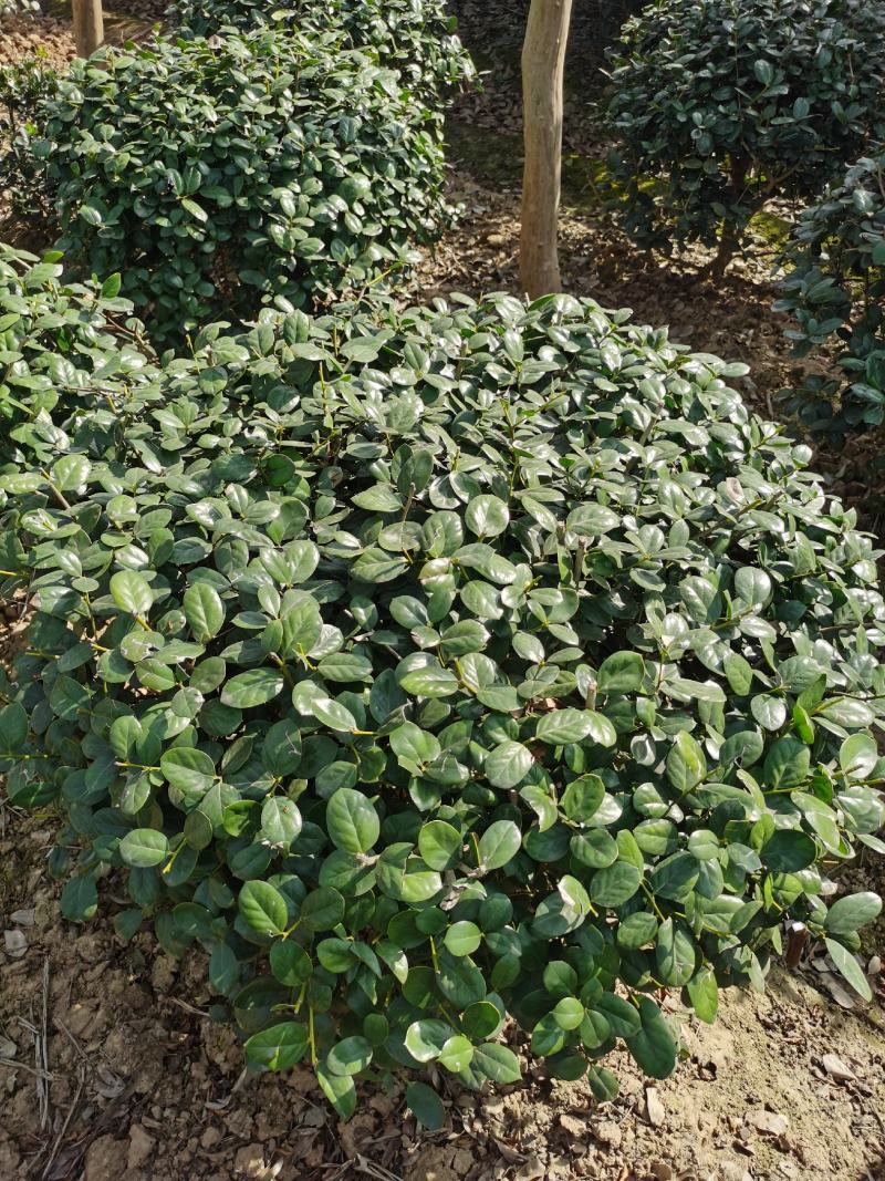 无刺枸骨球
