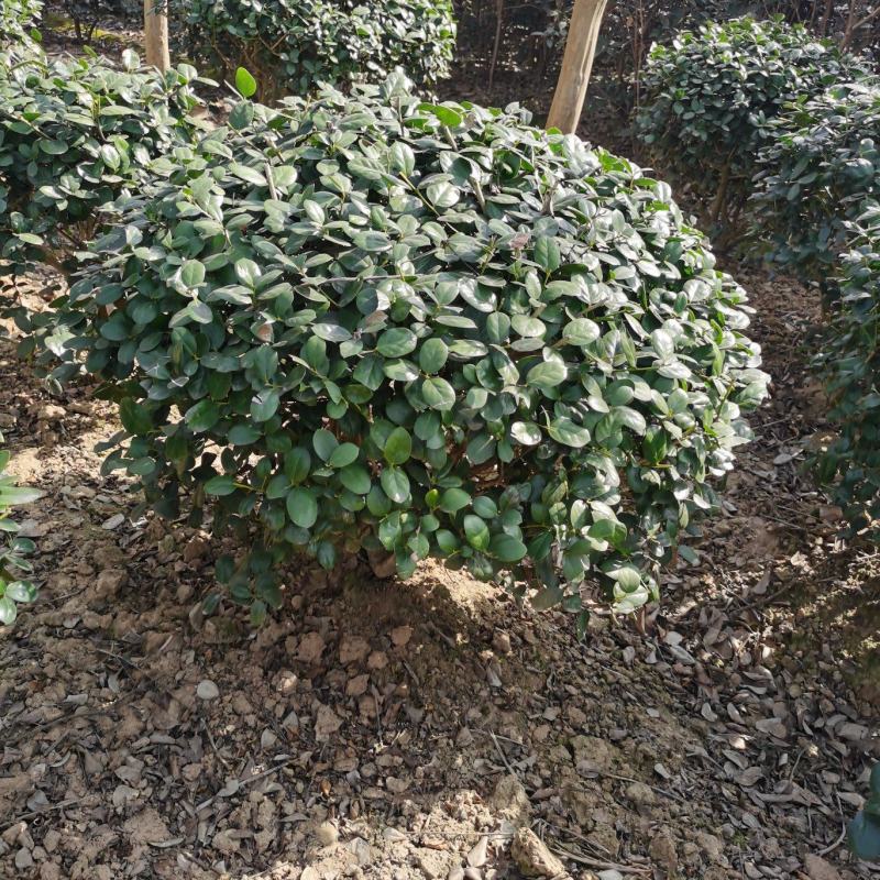 无刺枸骨球
