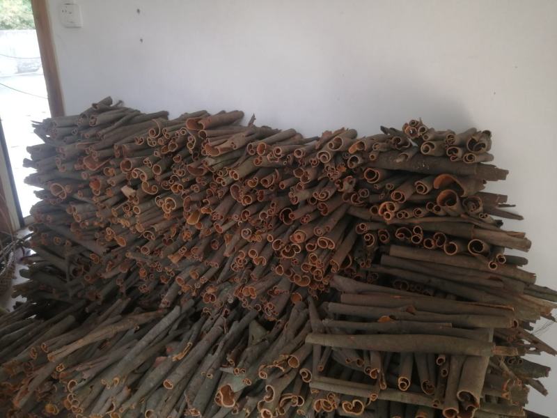 广西产地肉桂之乡，自产自销，卖好货找农