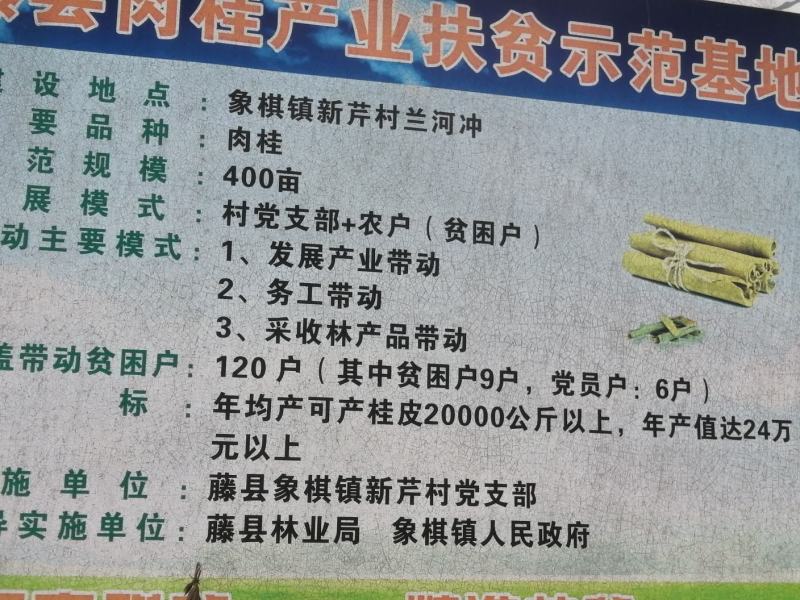 广西产地肉桂之乡，自产自销，卖好货找农