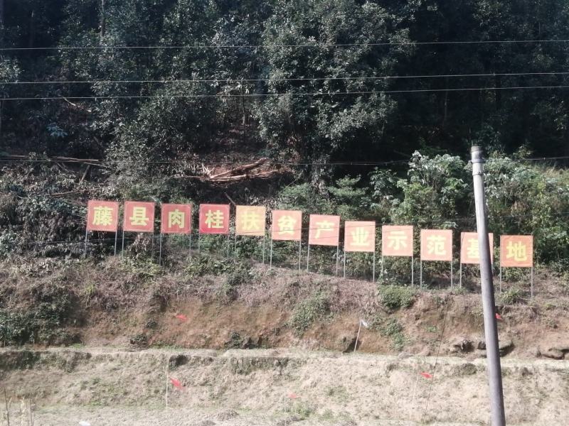 广西产地肉桂之乡，自产自销，卖好货找农