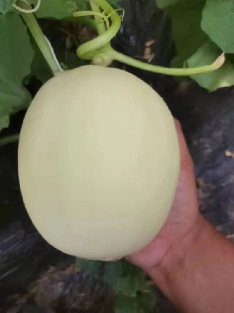 红金蜜甜瓜，山东莘县燕店产区大量上市中，白皮红肉！口感脆