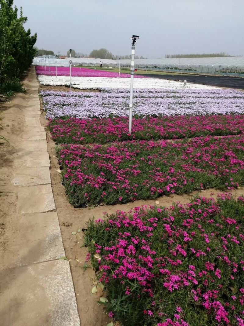 丛生福禄考。芝樱花海。山东青州基地常年批发草花苗木