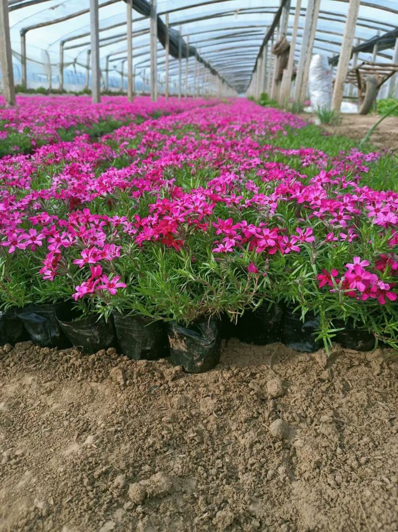 丛生福禄考。芝樱花海。山东青州基地常年批发草花苗木