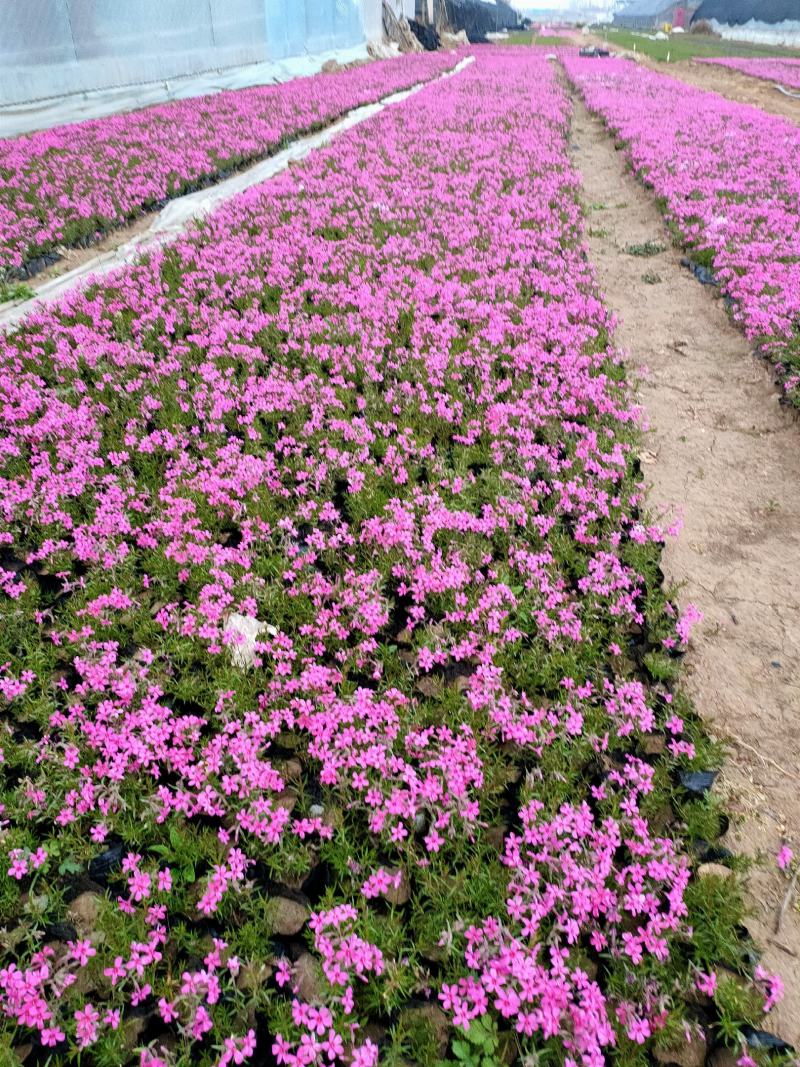 丛生福禄考。芝樱花海。山东青州基地常年批发草花苗木