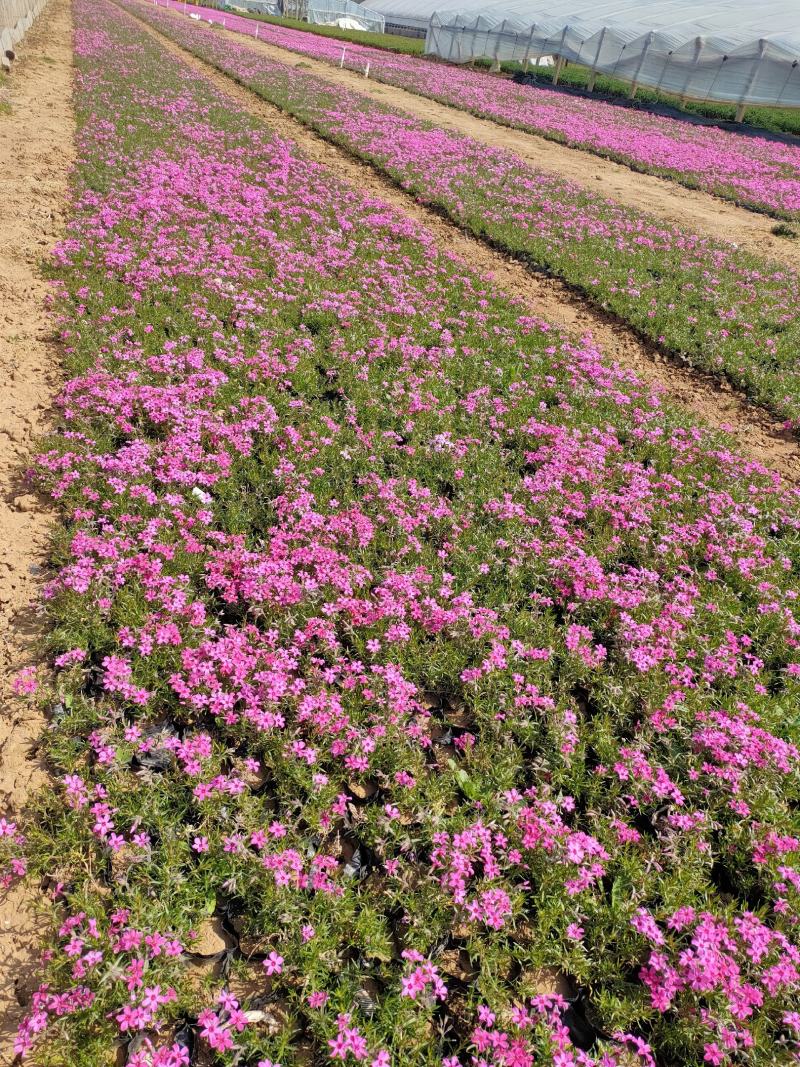 丛生福禄考。芝樱花海。山东青州基地常年批发草花苗木