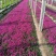 丛生福禄考。芝樱花海。山东青州基地常年批发草花苗木