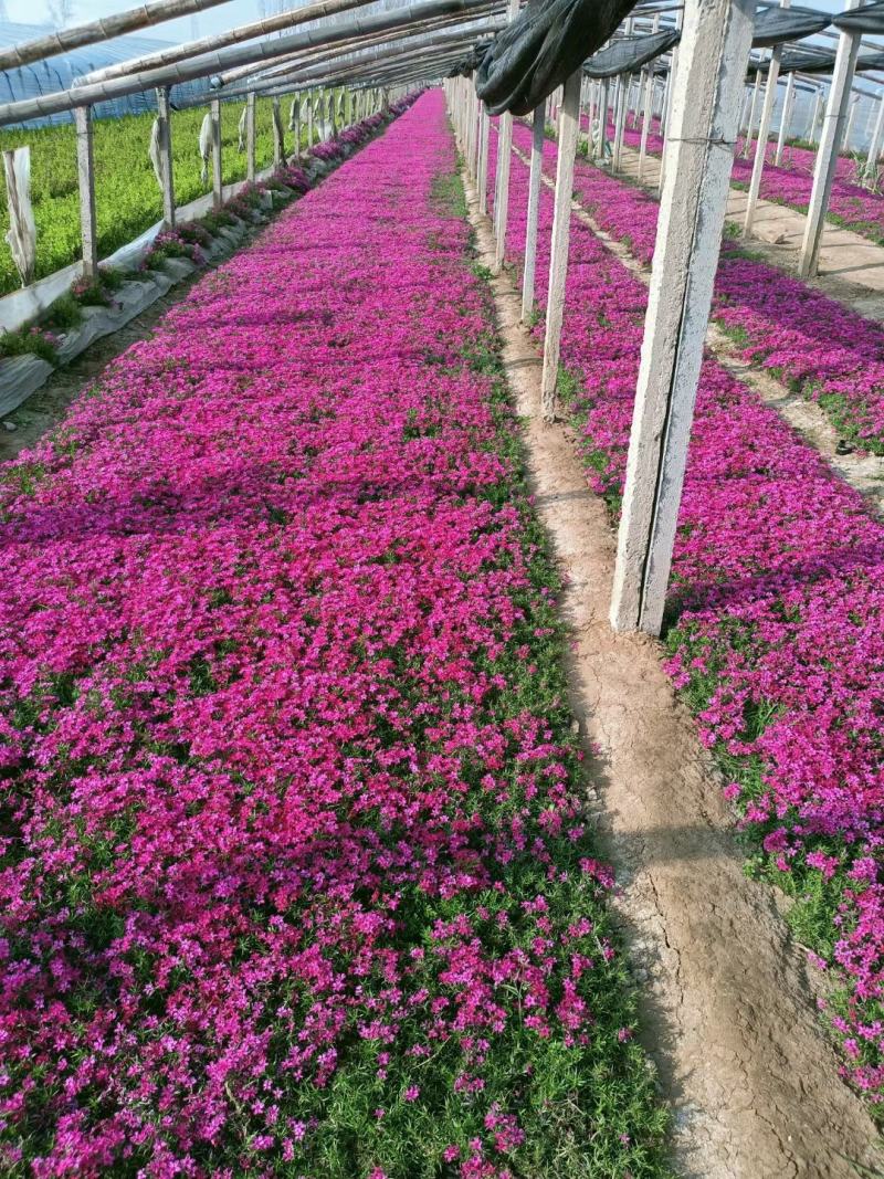 丛生福禄考。芝樱花海。山东青州基地常年批发草花苗木