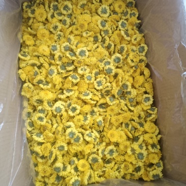 安徽婺源皇菊,一手货源规格齐全对接各大电商商超