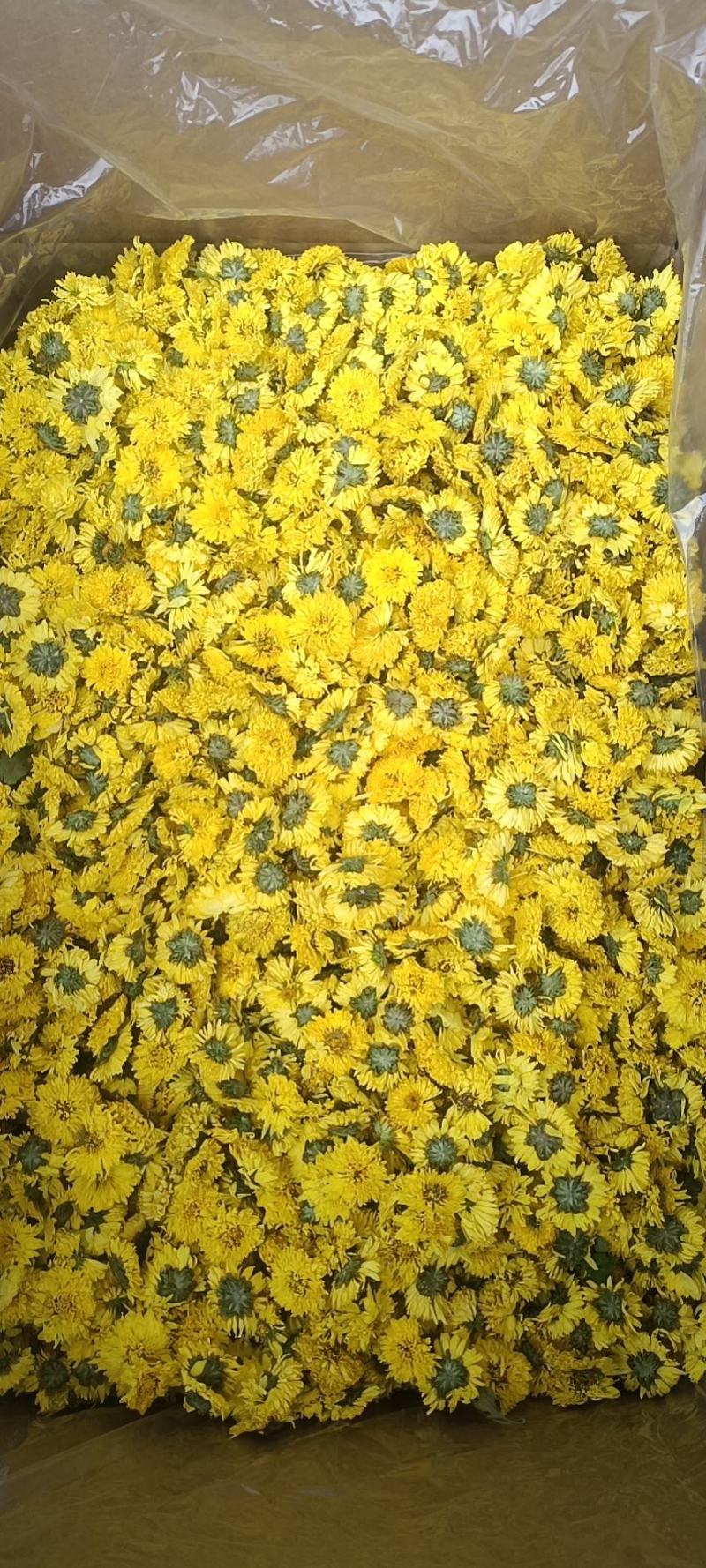 安徽婺源皇菊，一手货源规格齐全对接各大电商商超