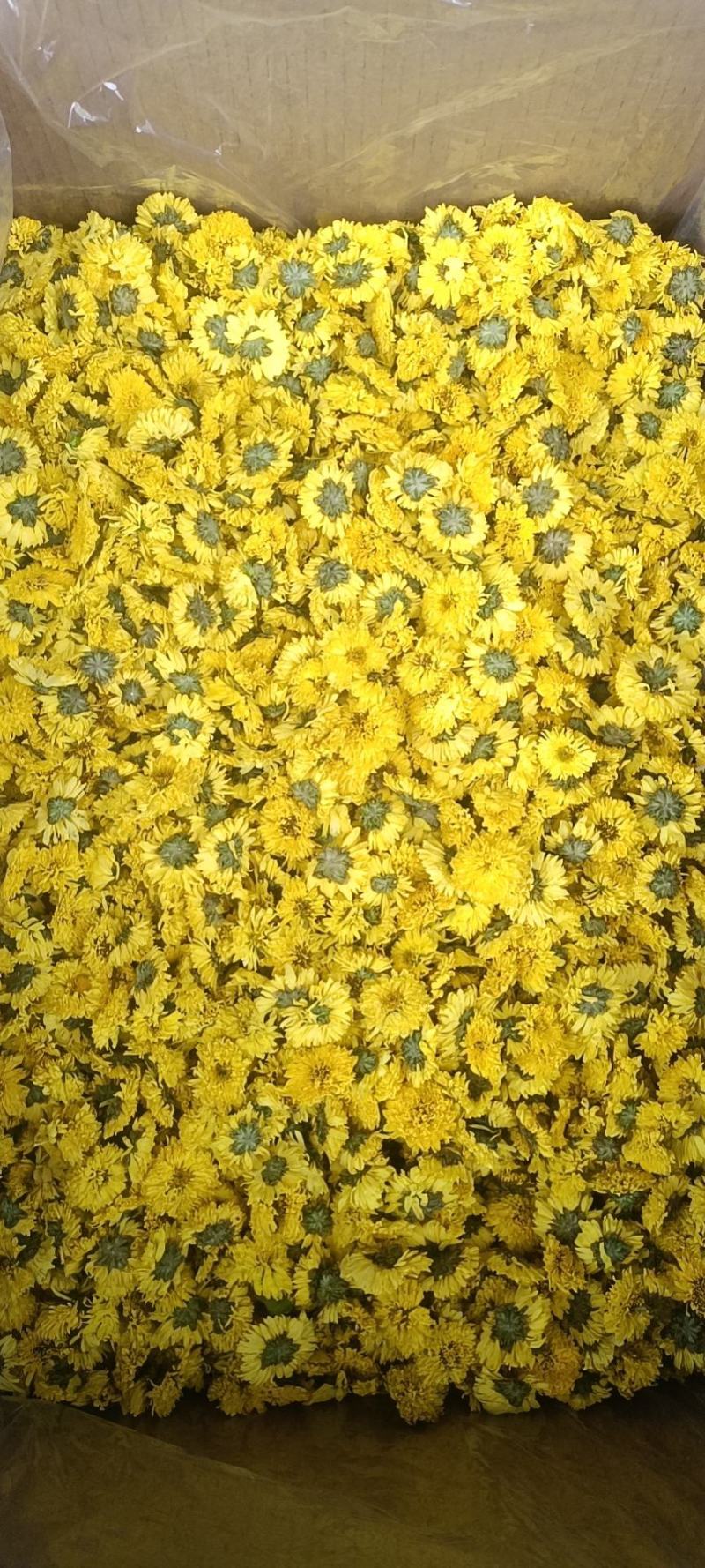 安徽婺源皇菊，一手货源规格齐全对接各大电商商超