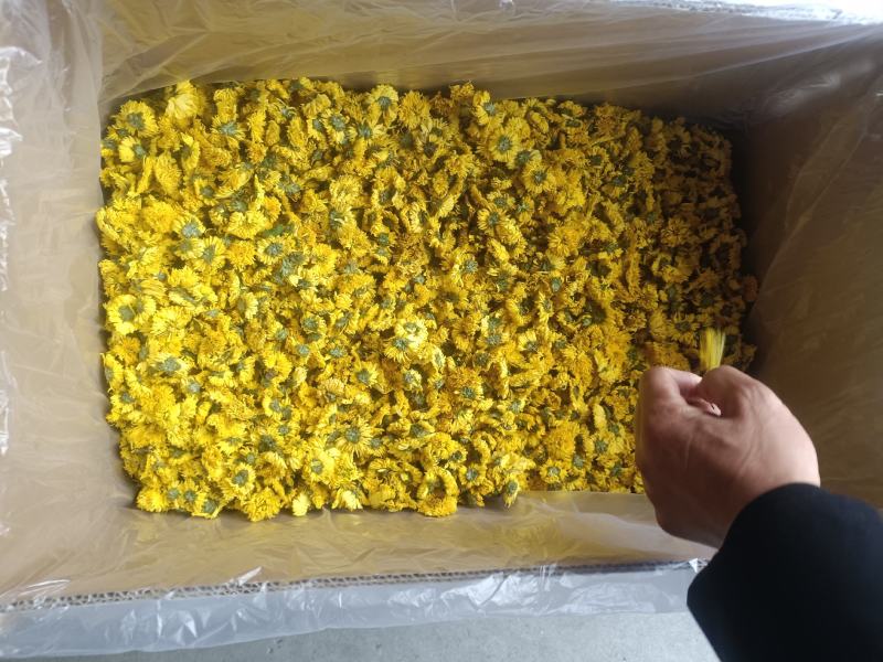 安徽婺源皇菊，一手货源规格齐全对接各大电商商超