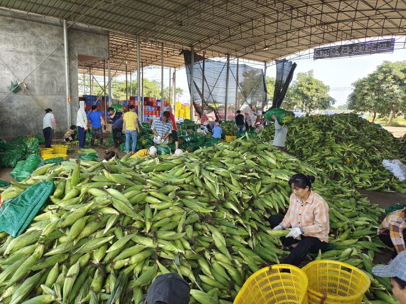 广东水果玉米甜玉米太阳花产地直发**电商超市