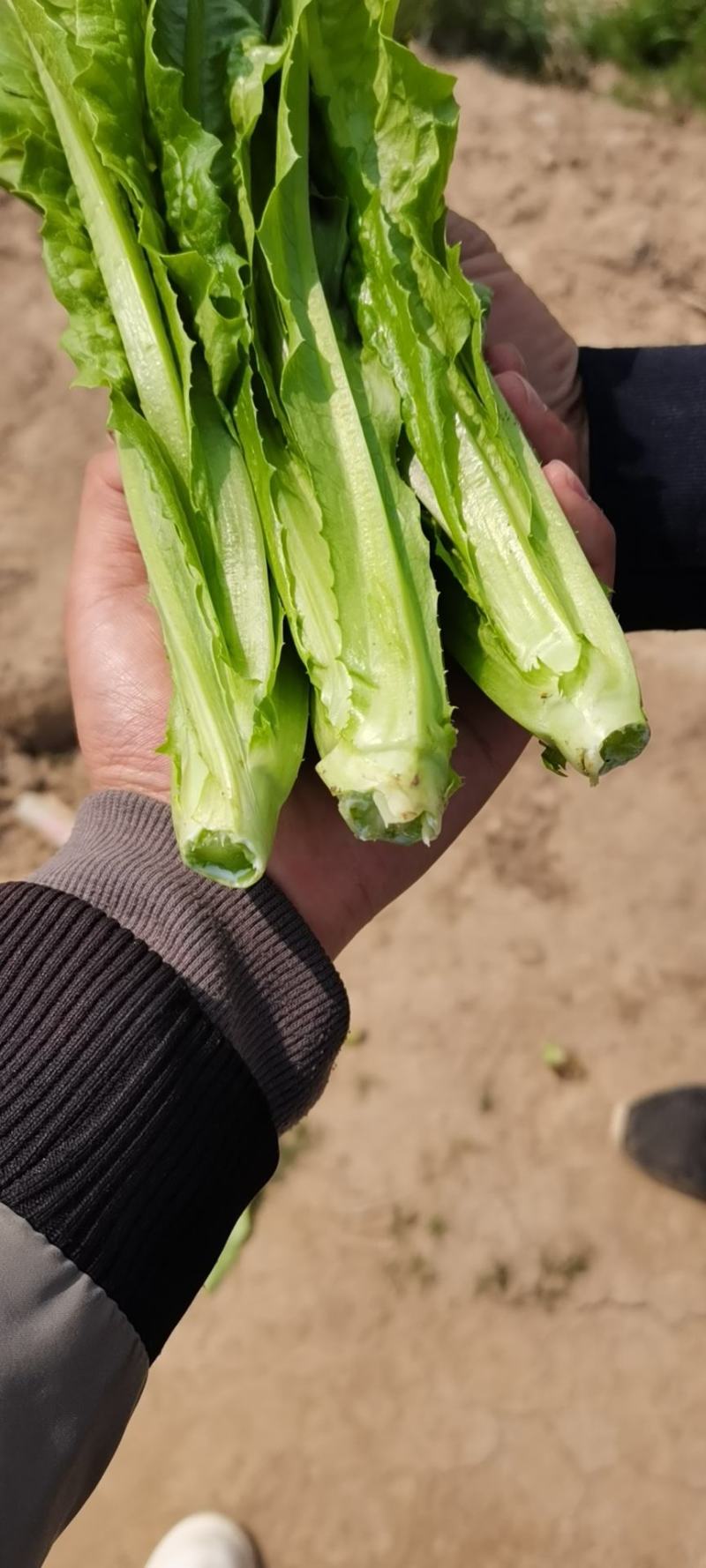 精品油麦菜基地直供，量大从优，欢迎新老客户咨询