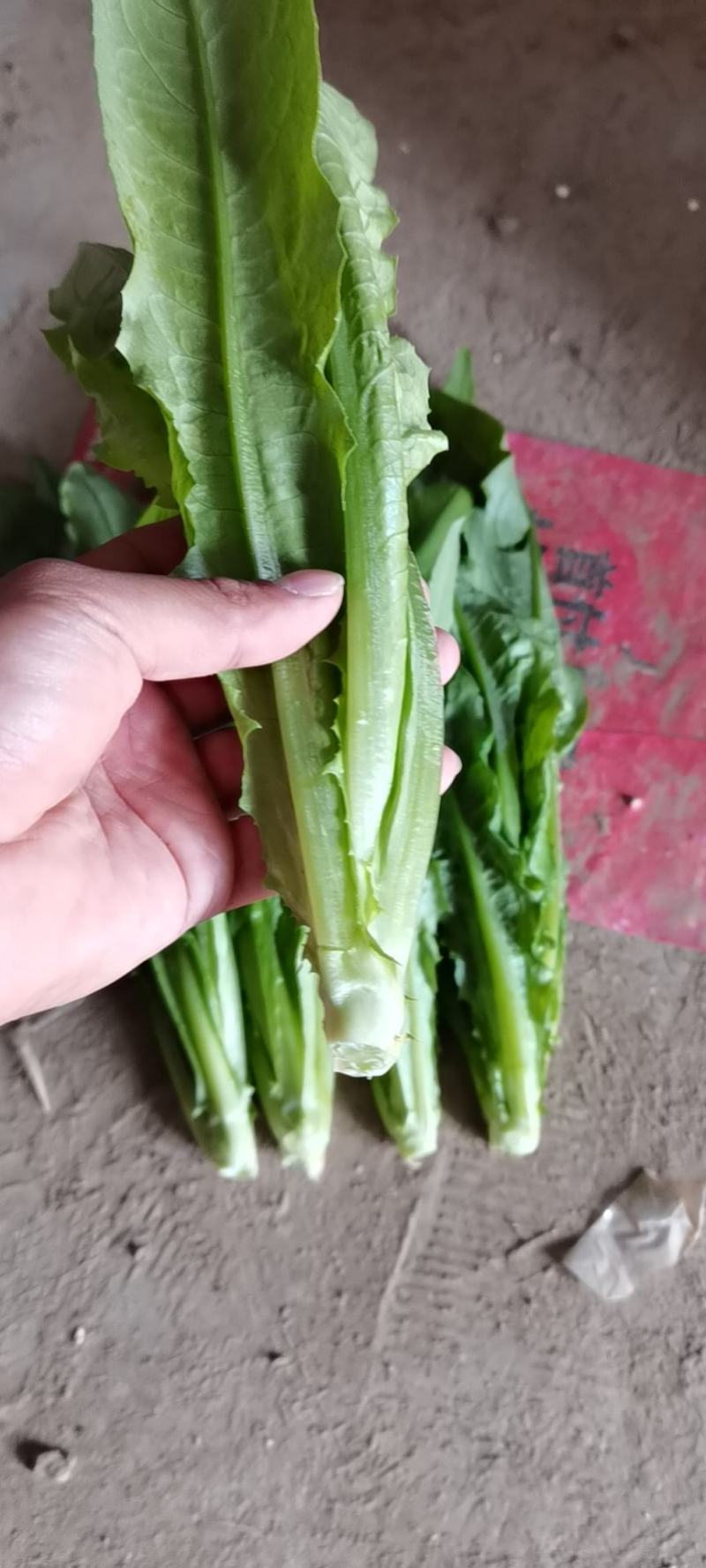 精品油麦菜基地直供，量大从优，欢迎新老客户咨询