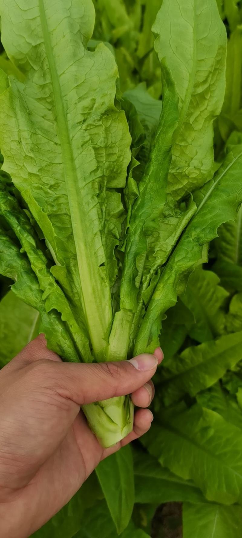 精品油麦菜基地直供，量大从优，欢迎新老客户咨询