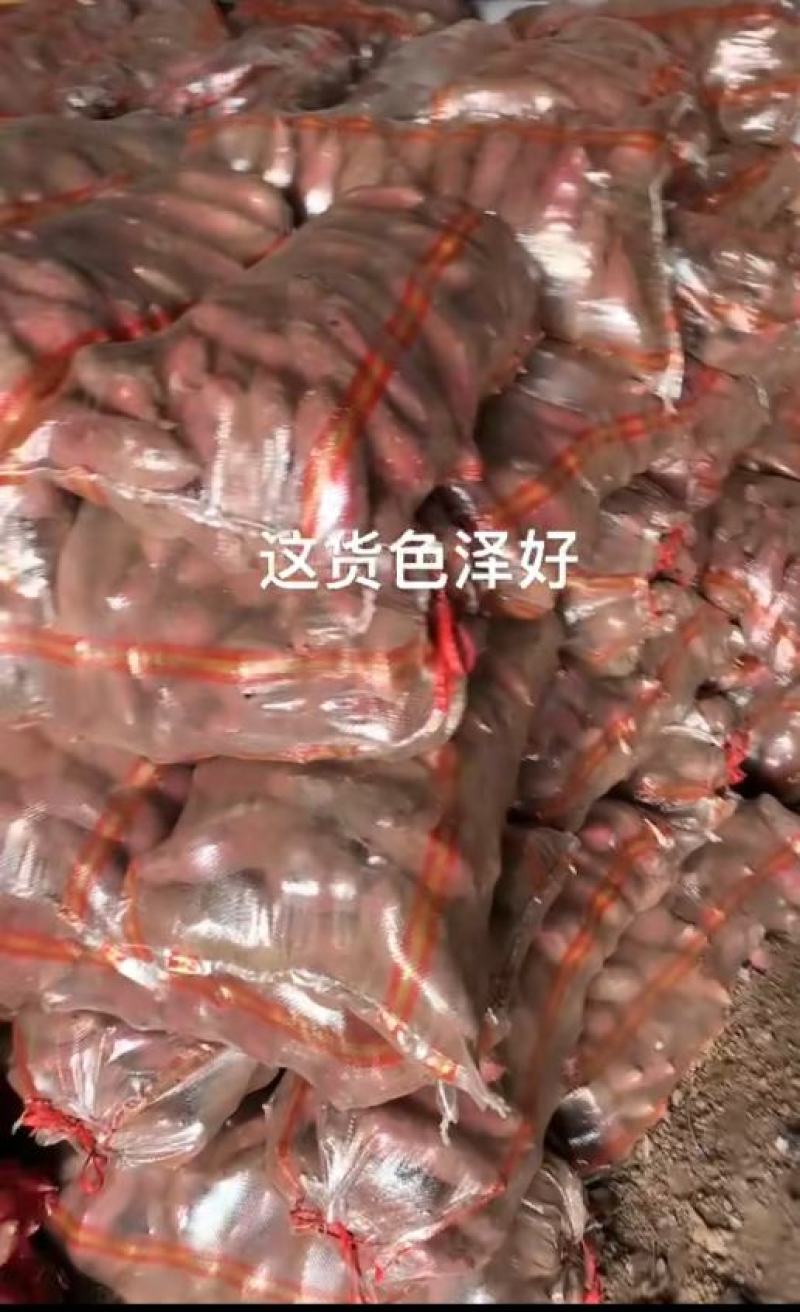 新鲜哈密红薯大量供应产地直供量大优惠