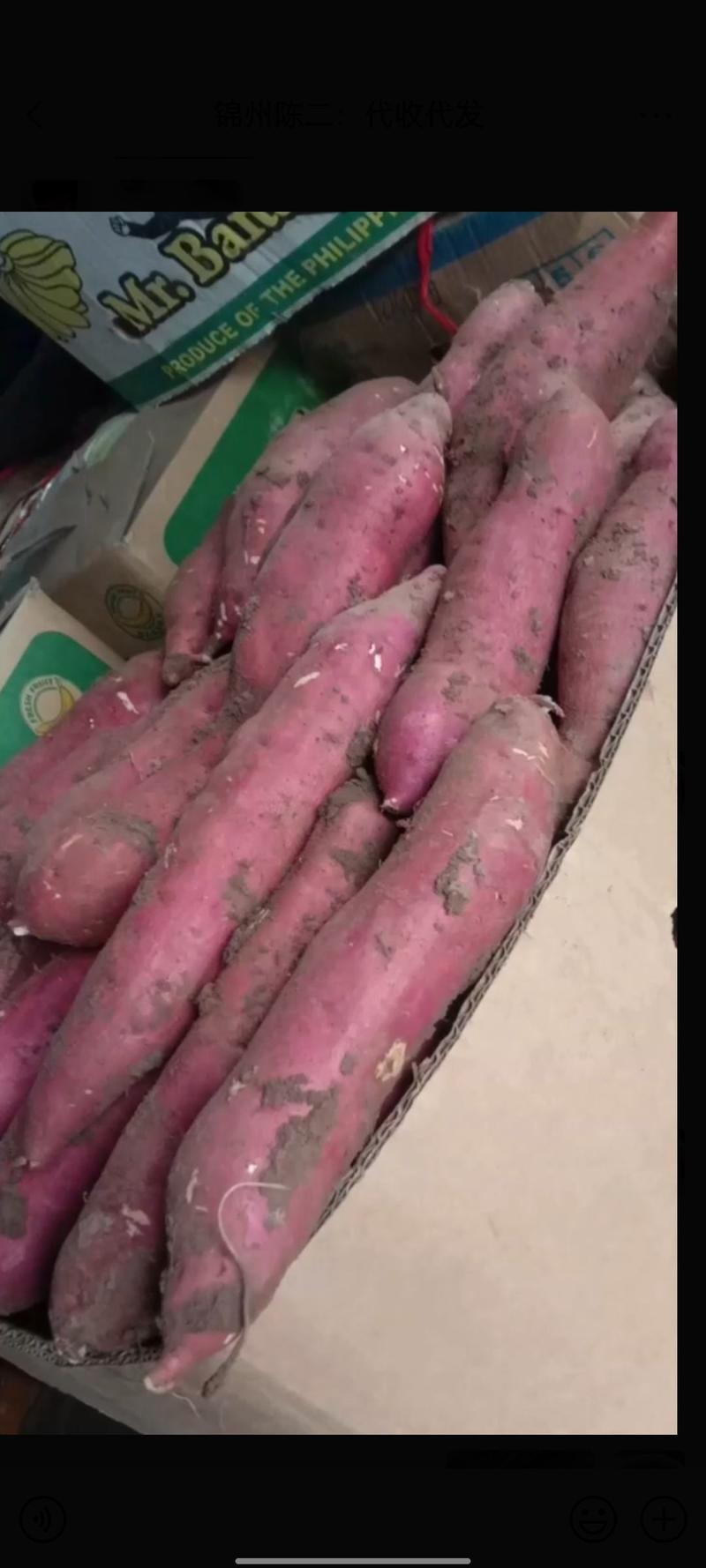 新鲜哈密红薯大量供应产地直供量大优惠