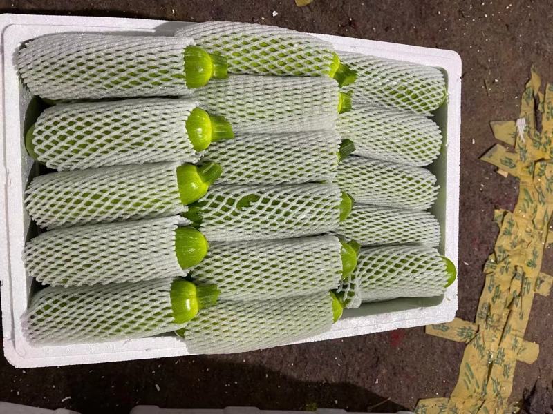 （西葫芦）山东西葫芦大量有货销售，质优价廉，可发货