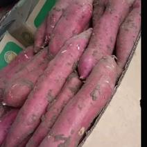 新鲜哈密红薯大量供应产地直供量大
