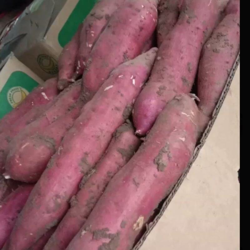 新鲜哈密红薯大量供应产地直供量大优惠