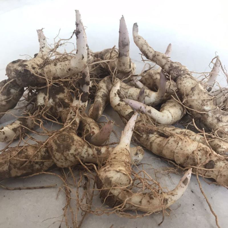 伏牛山新鲜鸡头黄精种芽现挖现发老虎姜种苗黄精种子批发