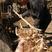 伏牛山新鲜鸡头黄精种芽现挖现发老虎姜种苗黄精种子批发