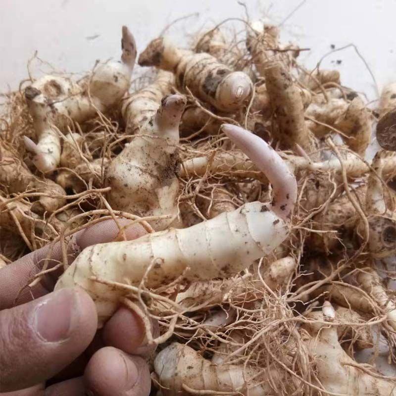 伏牛山新鲜鸡头黄精种芽现挖现发老虎姜种苗黄精种子批发